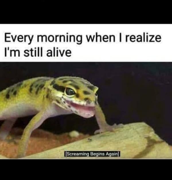 Screaming leopard gecko realizing it is still alive funny breakfast memes.