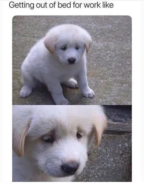 Sad white puppy looking miserable about getting out of bed breakfast memes.