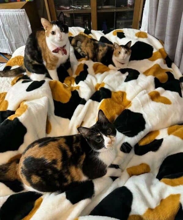Four calico cats blending in with a calico-patterned blanket, creating a camouflaged cat scene