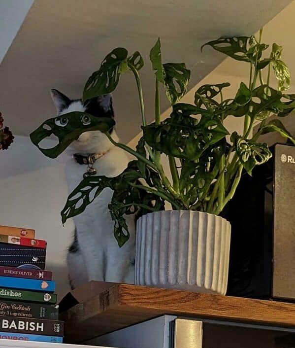 A black and white cat camouflaged behind a monstera plant, using its leaves as a mask.