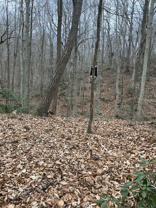 A distant, camouflaged cat, black and white, barely visible clinging to a bare tree in a forest.