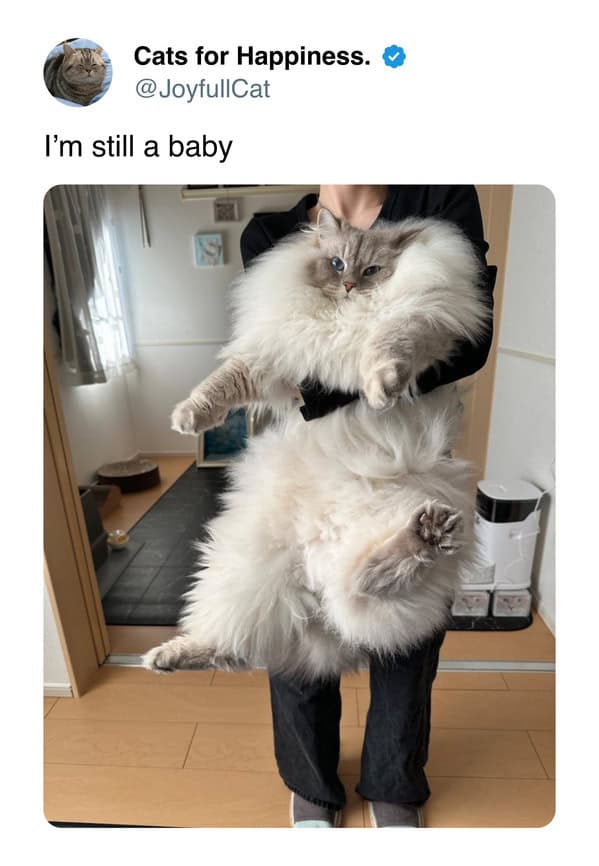 A funny cat meme of a giant, fluffy cat being held like a baby, captioned "I'm still a baby."