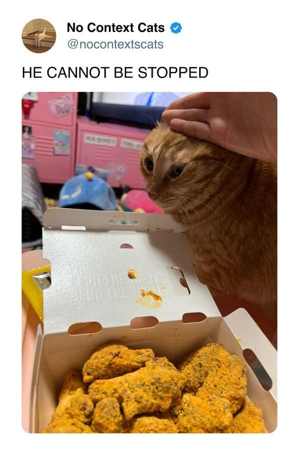 A funny cat tweet and cat meme of an orange cat staring intensely at a box of chicken wings, captioned "HE CANNOT BE STOPPED."