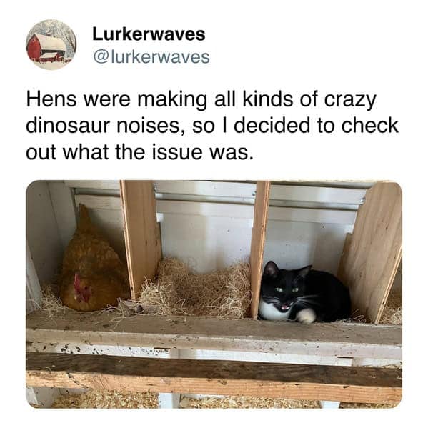 Black and white cat sitting inside a chicken coop nesting box in a cat meme.