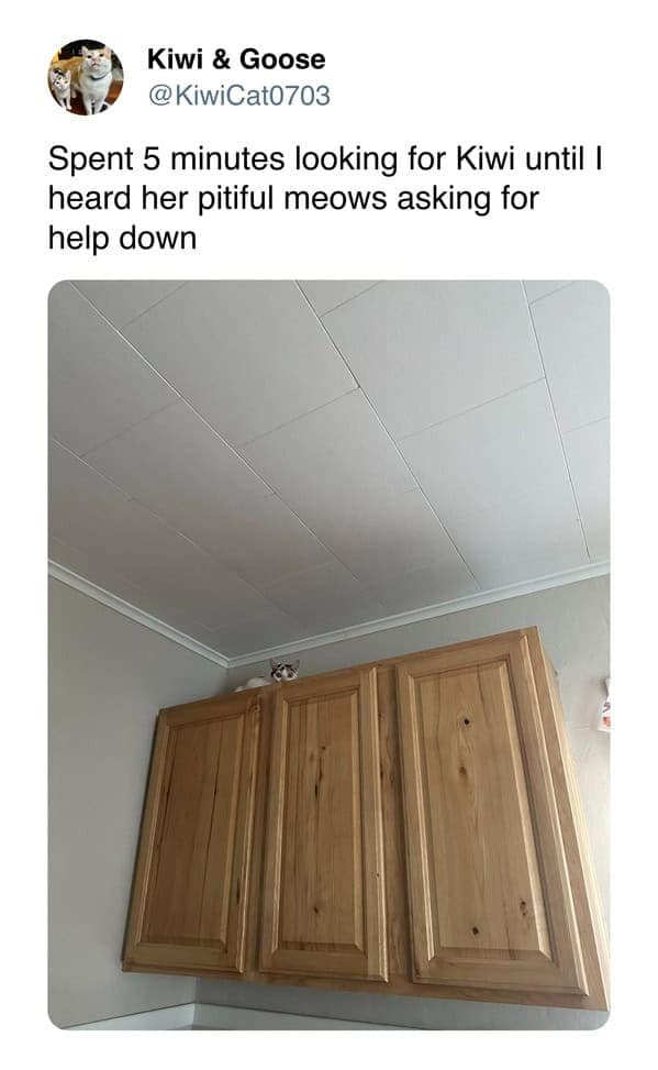 A funny cat tweet and cat meme of a cat (Kiwi) stranded on top of a tall kitchen cabinet.