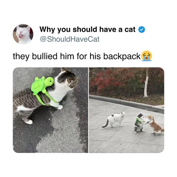 A funny cat tweet and cat meme of a cat in a green turtle backpack being "bullied" by two other cats.