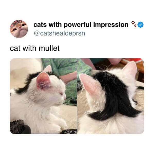 White and black cat with fur markings resembling a mullet hairstyle in a cat meme.
