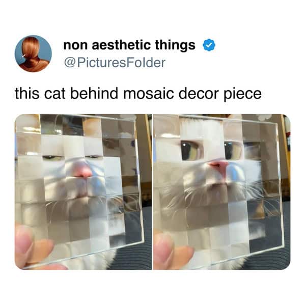 A funny cat meme of a white cat's face behind a pixelated, mosaic glass tile.