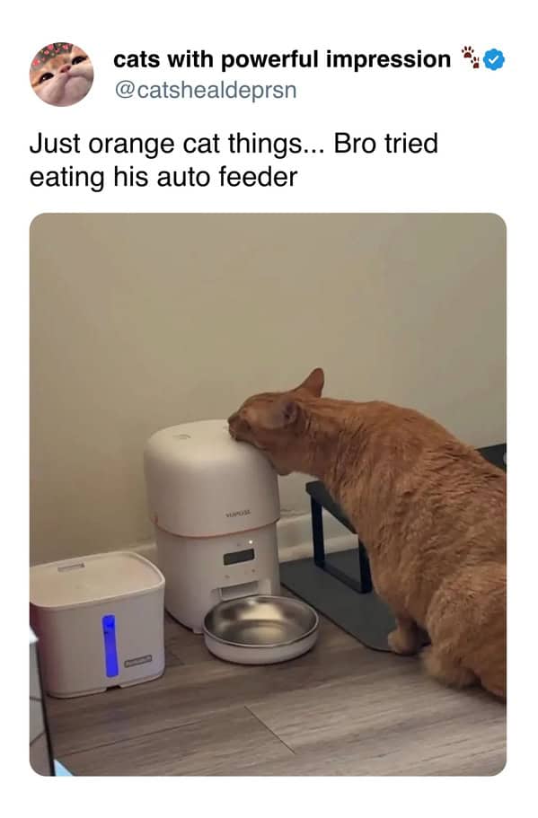 Orange tabby biting the top of an automatic food dispenser in a chaotic cat meme.