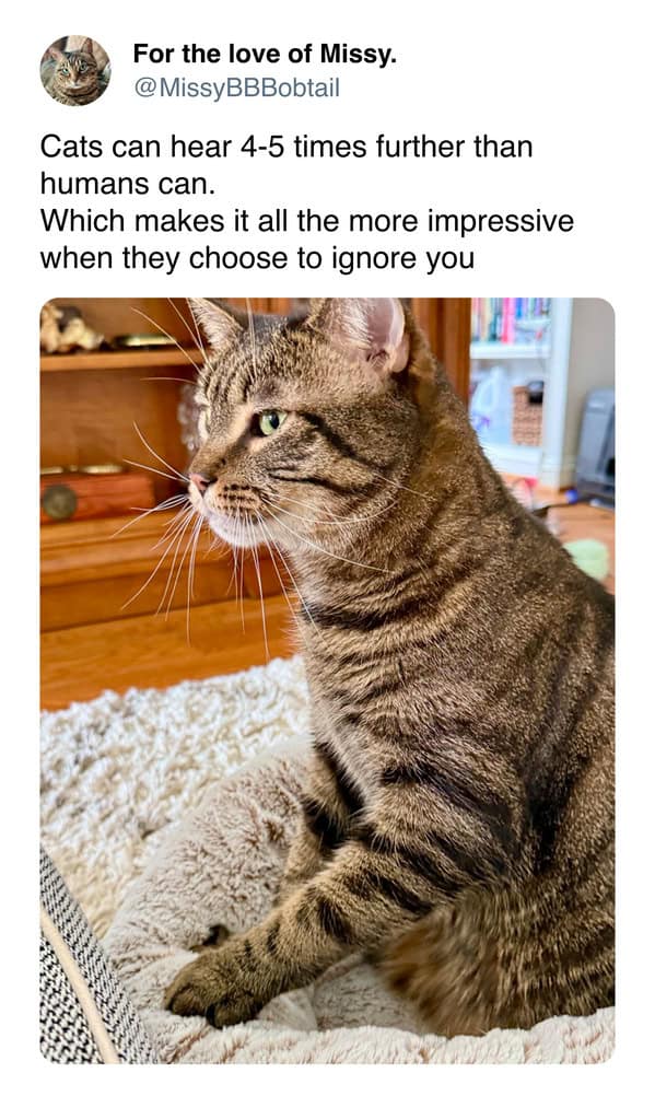 A funny cat tweet and cat meme explaining that cats' good hearing makes it "more impressive when they choose to ignore you."
