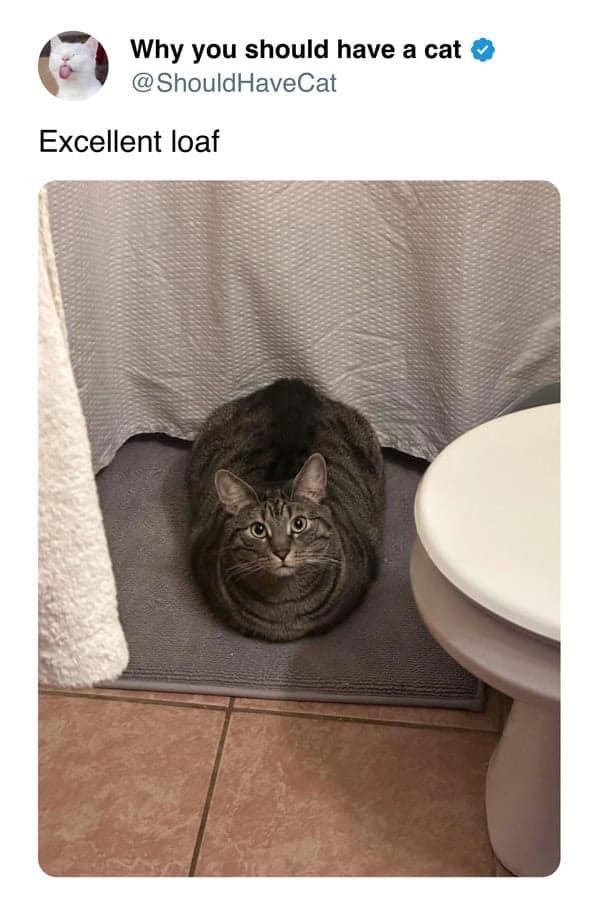 Standard issue tabby cat sitting in a perfect loaf position on a bath mat in a cat meme.