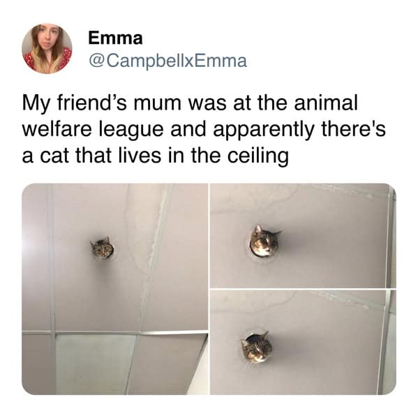 Cat head poking through a drop ceiling tile resembling the classic Ceiling cat meme.