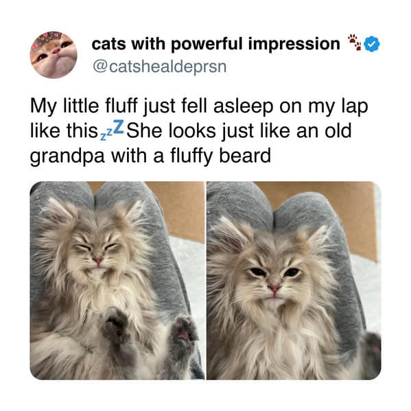 A funny cat tweet and cat meme of a fluffy cat falling asleep on a lap, looking like a "grandpa with a fluffy beard."