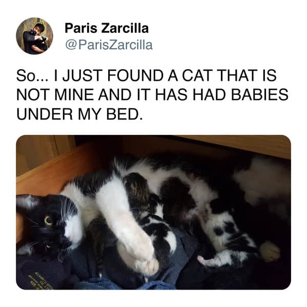Cat nursing a litter of kittens inside a clothing drawer in a cat meme about adoption.
