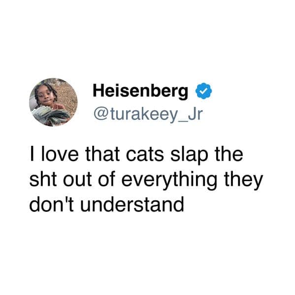 A funny cat tweet and cat meme joking about how "cats slap the sh*t out of everything they don't understand."