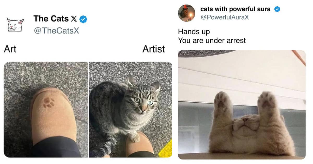 A gallery of the best cat memes and funny cat tweets to get you through Hump Day.