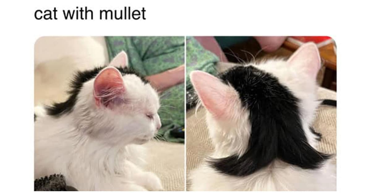 Compilation of the best cat meme images and funny cat tweet content for Sunday.