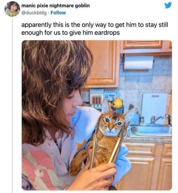 A classic meme from a viral tweet of a cat held with kitchen tongs for eardrops, looking furious.