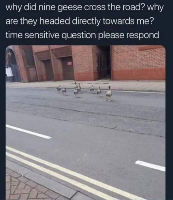 A classic meme and viral tweet of a "time sensitive question" about geese walking towards the user.