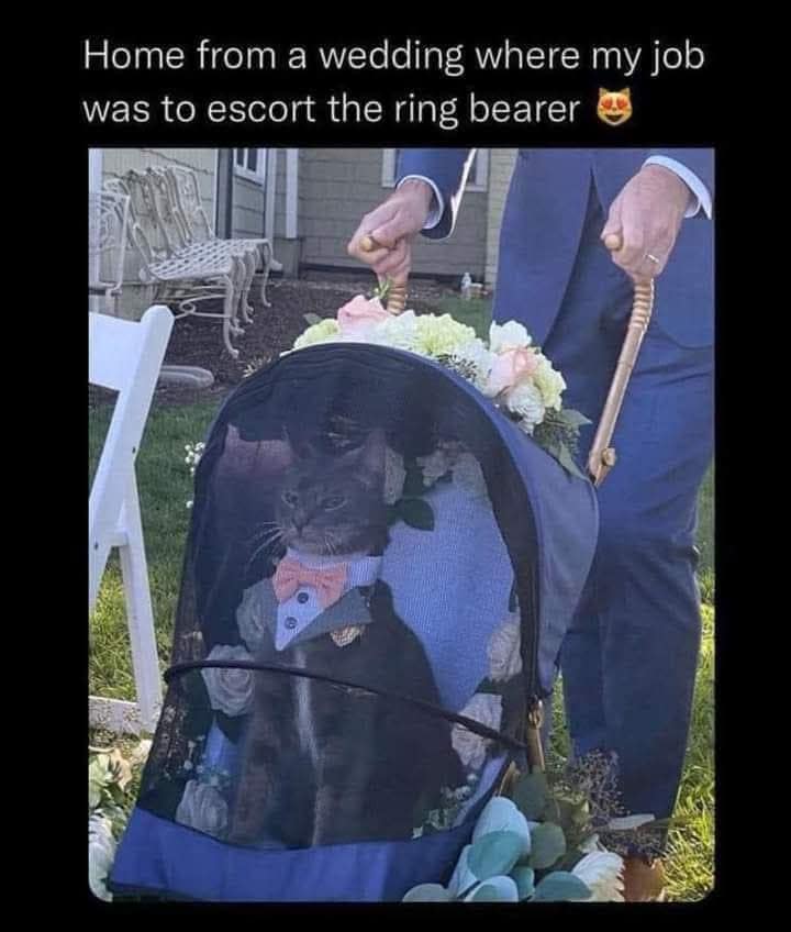 A classic meme of a black cat in a tuxedo being pushed down a wedding aisle as the ring bearer.