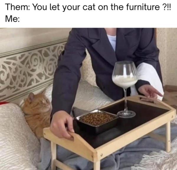 A classic meme roasting people who ask "you let your cat on the furniture?" by showing a cat getting breakfast in bed.