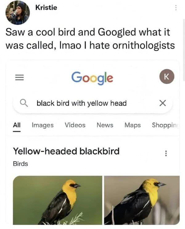 A classic meme from a viral tweet where a person Googles "black bird with yellow head" and gets the "Yellow-headed blackbird."