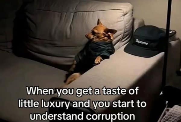 A classic meme of a small dog in a hoodie, joking about understanding corruption after a "taste of luxury."