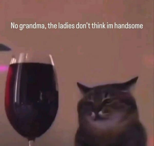 Polite cat classic meme answering awkward questions from grandma