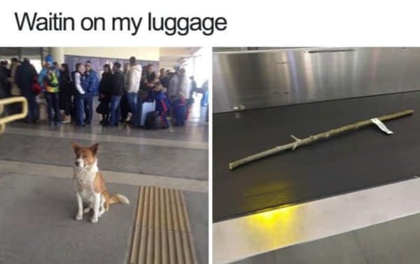 A classic meme of a dog waiting at baggage claim for his "luggage," which is a single stick.