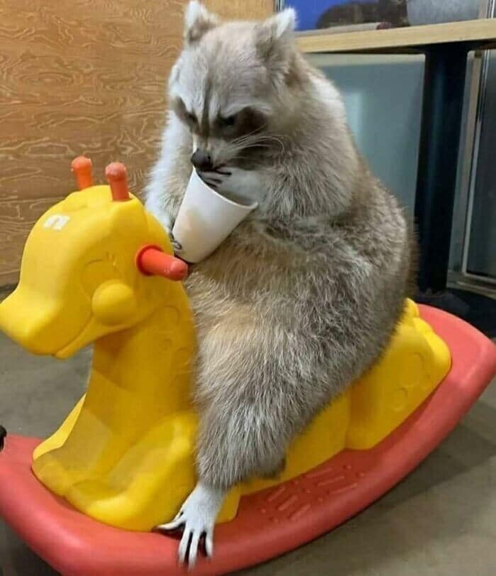 A cute racoon riding a yellow rocking horse and holding a white styrofoam cup.