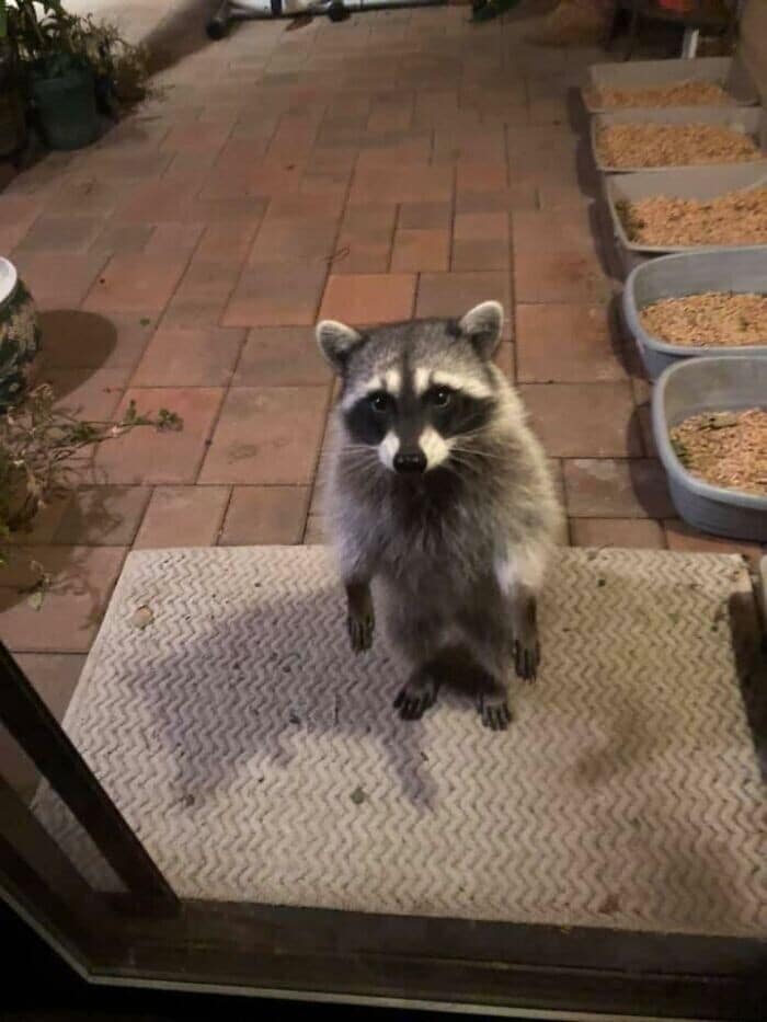A cute racoon standing up on its hind legs on a doormat, politely asking to be let in.
