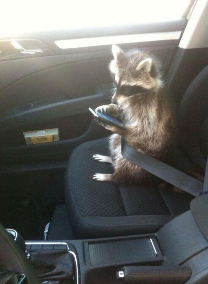 A cute racoon sitting in a car's passenger seat, buckled in and looking at a cell phone.