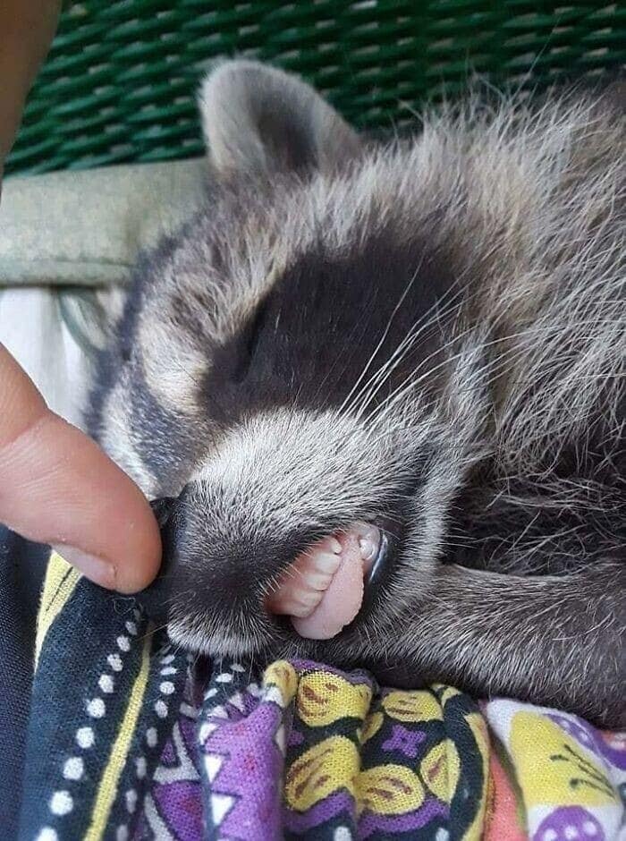 A macro shot of a sleeping cute racoon with its mouth open, showing its tongue and tiny teeth.