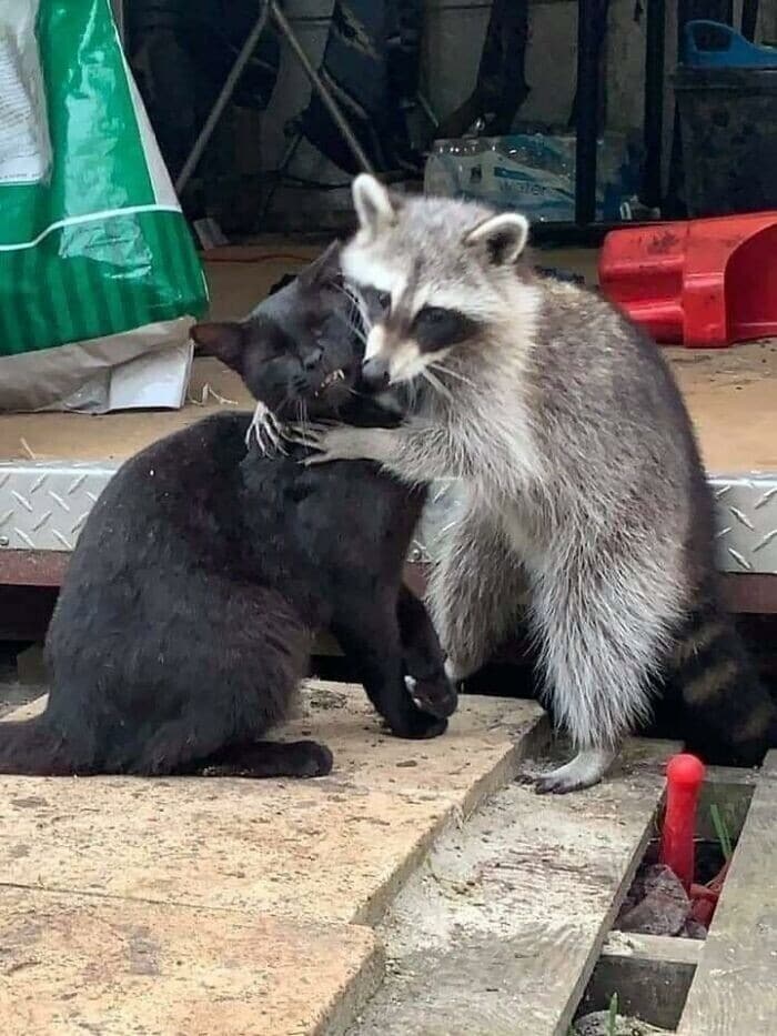 A cute racoon standing up and "hugging" a black cat that looks slightly annoyed.