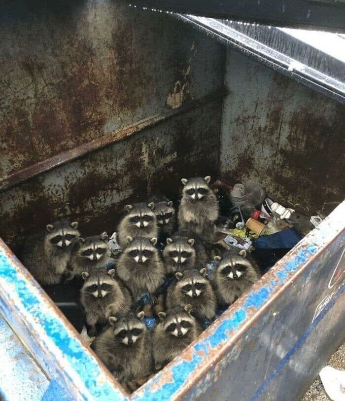 A cute racoon family, with at least a dozen raccoons, staring up from inside a rusty dumpster.