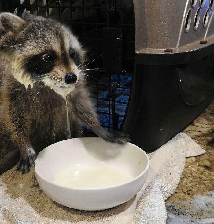 A cute racoon with milk or yogurt all over its face, looking guilty next to a white bowl.