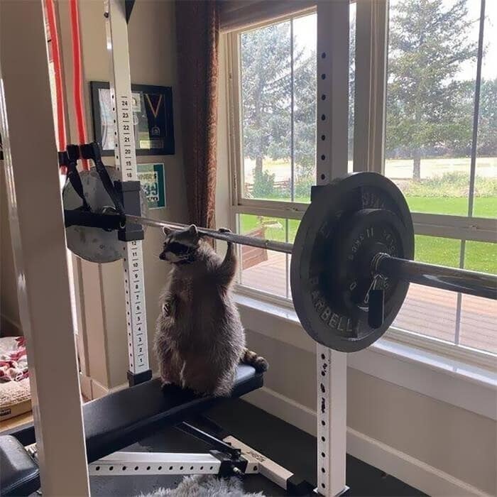 A cute racoon sitting on a weight bench, holding a barbell as if it's "lifting weights."
