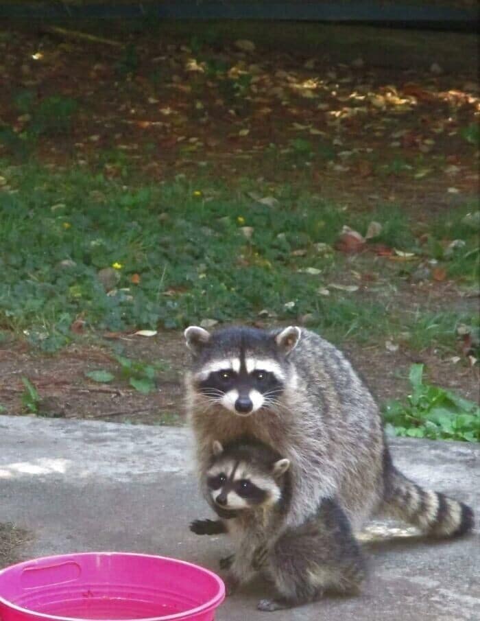 A cute racoon mother standing next to her tiny baby raccoon, who is also standing up