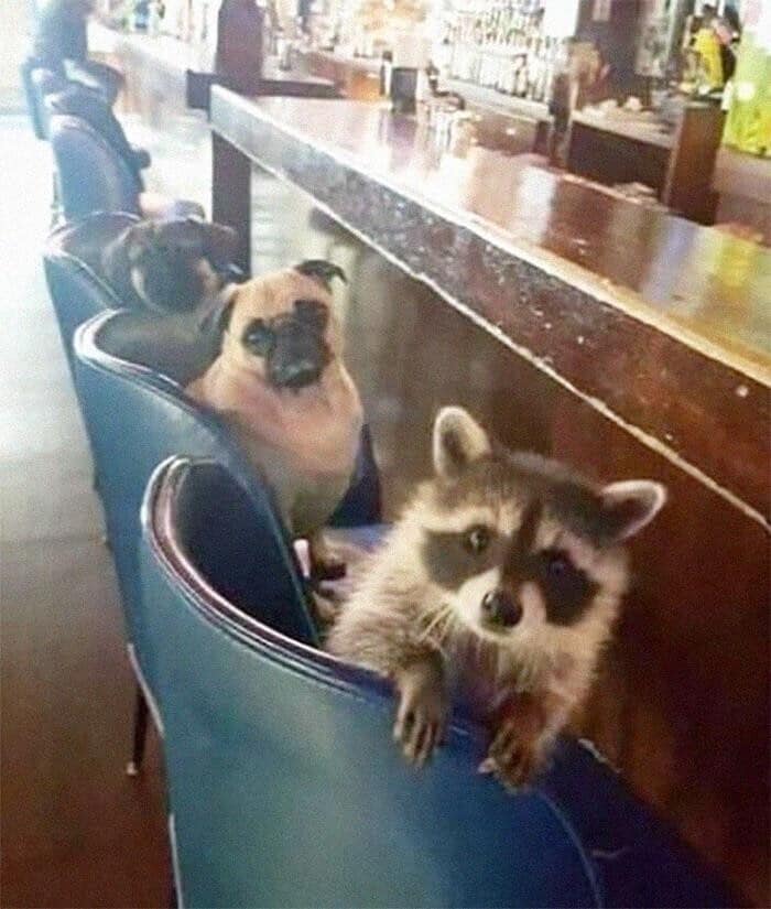 A cute racoon sitting in a barstool at a bar, next to two pugs who are also at the bar.