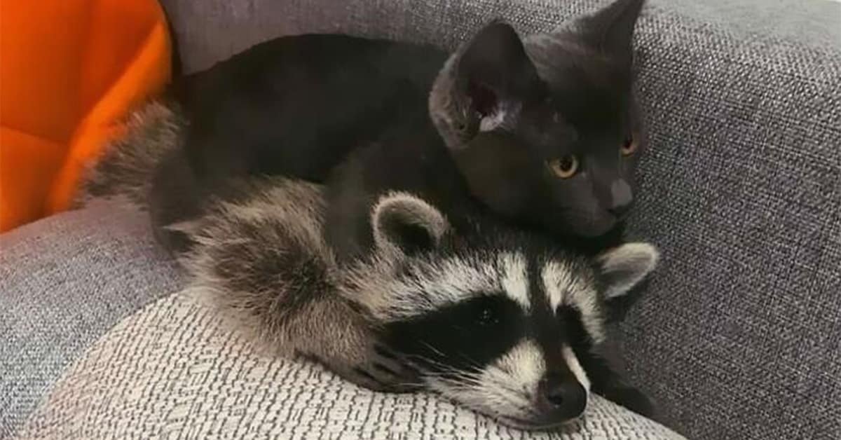 A gallery of the cutest, most funny racoon pics showing cute raccoons acting like people.