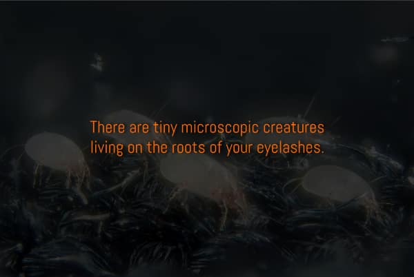 A dark fact that tiny microscopic creatures (Demodex mites) are living on the roots of your eyelashes.