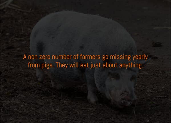 A dark fact that a "non zero number of farmers" go missing and are eaten by their pigs.