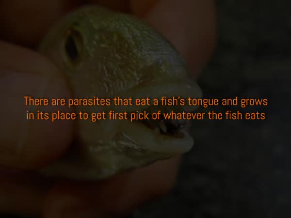 A creepy dark fact about tongue-eating parasites that replace a fish's tongue, shown on a fish.