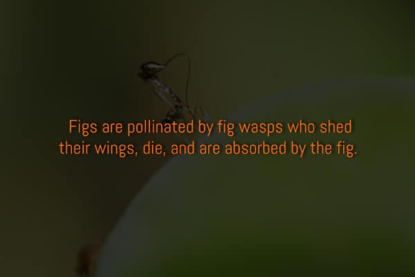 A dark fact about fig wasps dying inside figs in order to pollinate them.