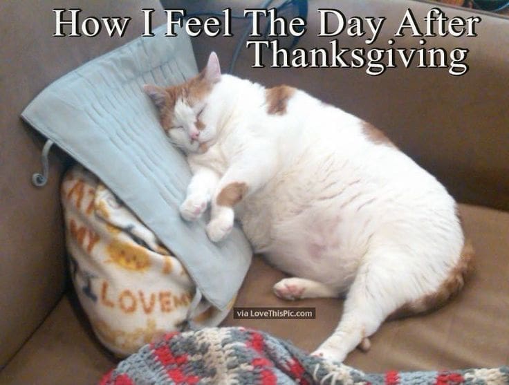 Sleeping cat day after thanksgiving meme showing total physical exhaustion