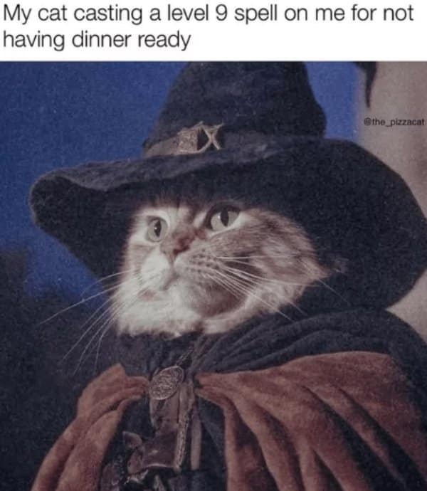 A dnd meme of a cat in a wizard hat, looking angry about its dinner not being ready.