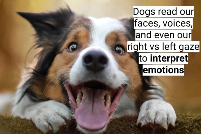 A cute Bernese puppy next to a surprising dog fact about their powerful sense of smell.