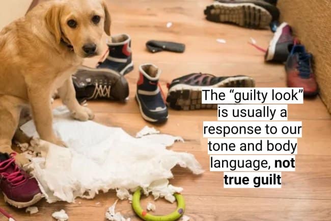 A sleeping yellow lab with a dog fact explaining why dogs spin before lying down.