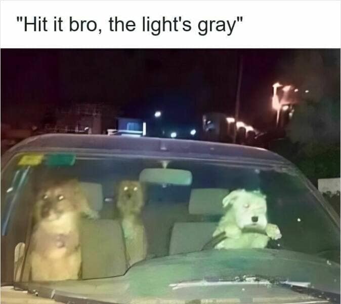 A funny driving meme of three dogs in a car, with one dog telling the driver to go on a "gray" light.