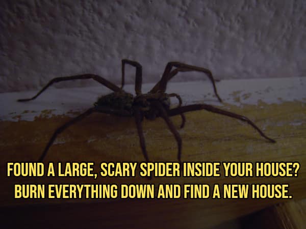 Large huntsman spider on a wall with text suggesting burning the house down.